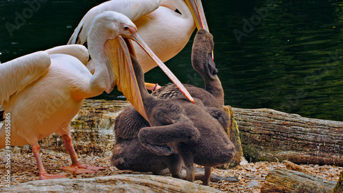 White pelican interacting with its chick to feed it on the shores of a lake