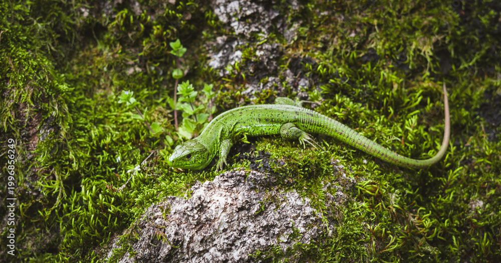 Fototapeta premium Green lizard resting on mossy rock in natural forest environment