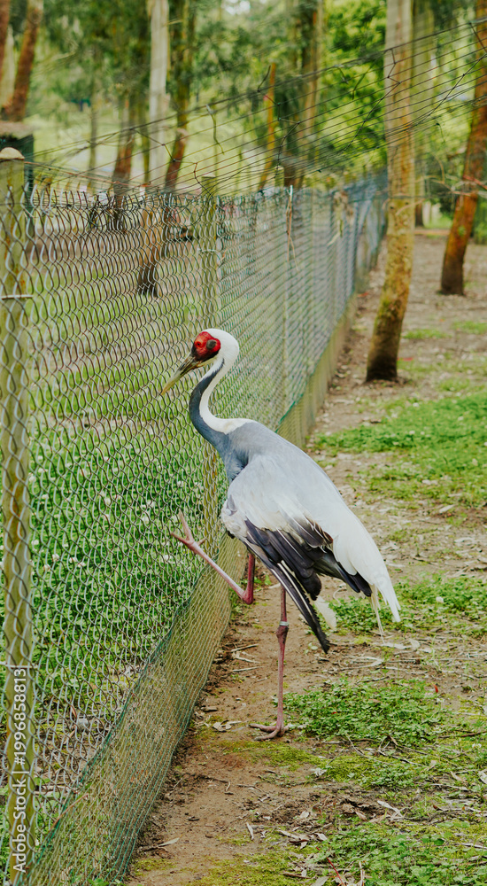 Fototapeta premium Crane bird standing near fence in a green outdoor environment
