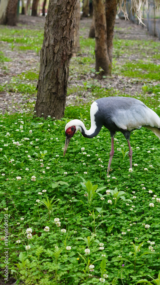 Fototapeta premium Crane bird foraging on green grass in a forested area
