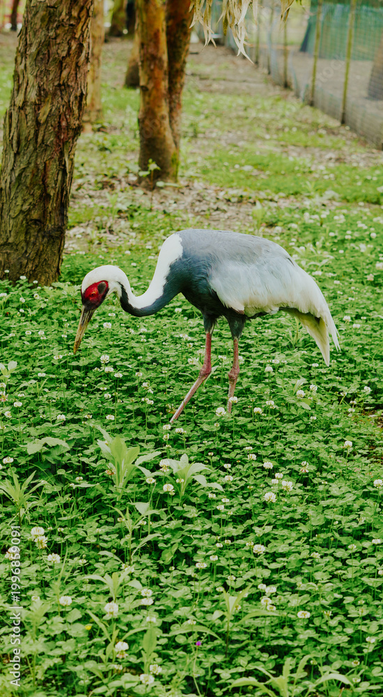 Fototapeta premium Crane bird walking on green grass in a natural outdoor setting