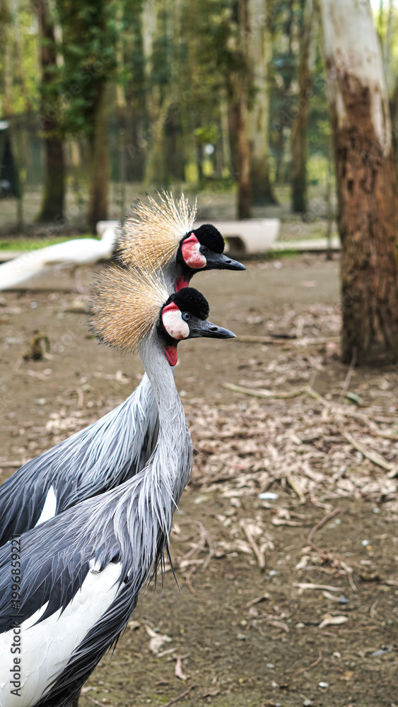 Fototapeta premium Two crowned cranes standing side by side in a natural setting