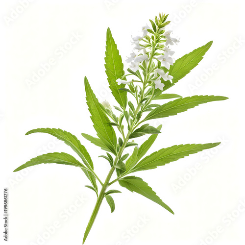 Lemon Verbena Sprig with White Flowers Isolated on White Background