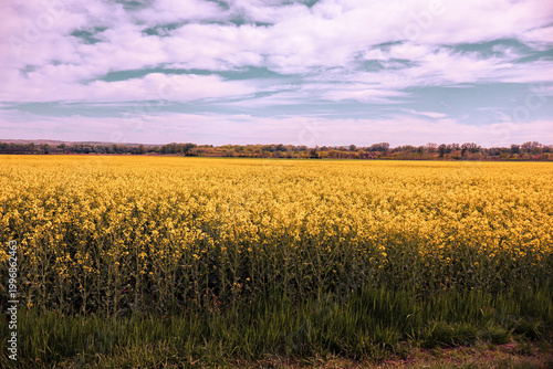 Fotografie Nature, the awakening of spring
