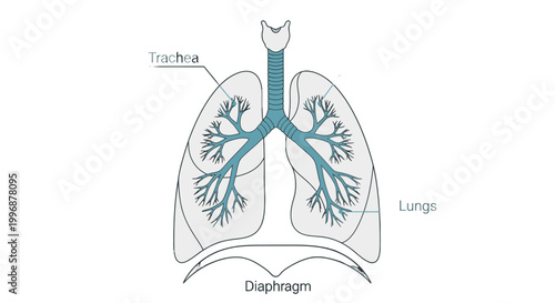Simplified Human Lung Anatomy Diagram with Trachea, Bronchi and Diaphragm on Isolated White Background
