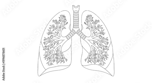 Detailed Line Art Drawing of Human Lungs and Trachea with Intricate Bronchial Tree on Isolated White Background for Medical Anatomy