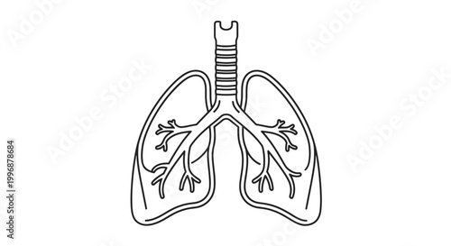 Line Art Drawing of Human Lungs and Trachea with Bronchial Tree on Isolated White Background for Medical and Educational Use
