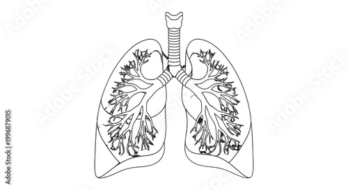 Outline of Human Lungs and Respiratory System Anatomy on Isolated White Background