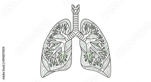 Stylized Green Human Lungs Respiratory System with Detailed Structure on Isolated White Background