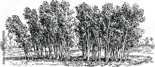 cluster of tall trees in natural landscape with detailed foliage and textured bark