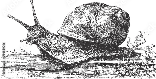 Vintage engraved snail illustration crawling on ground with detailed shell and textured body