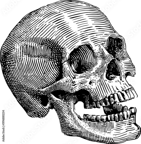 Detailed vintage engraving of human skull in side view, anatomy illustration, black and white line art
