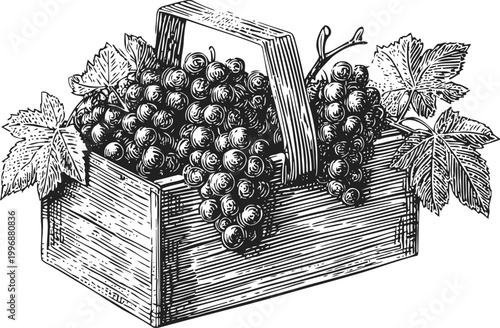 Wooden basket filled with fresh grapes and vine leaves detailed vintage illustration