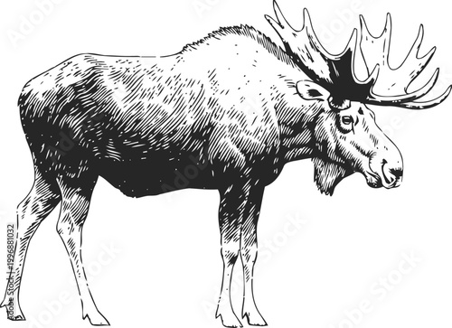 Hand drawn moose illustration with detailed antlers and fur texture, wildlife animal sketch