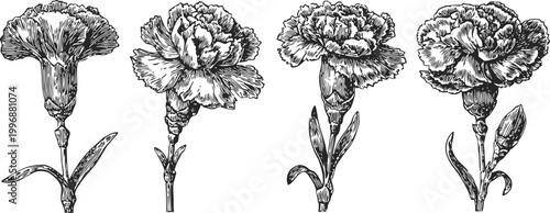 Detailed black and white carnation flower illustrations with buds and leaves, botanical line art collection