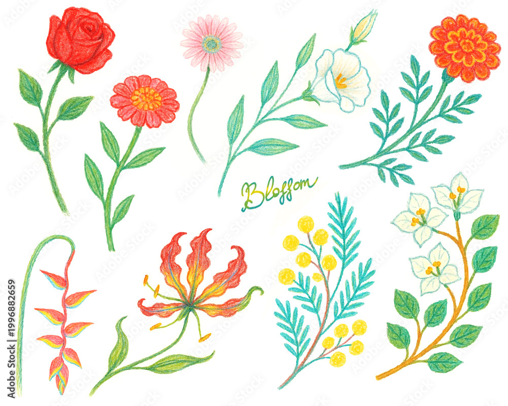Obraz premium Flowers, different varieties, exotic, field, garden, flower bed, bouquet, colored pencils, watercolor, hand drawing