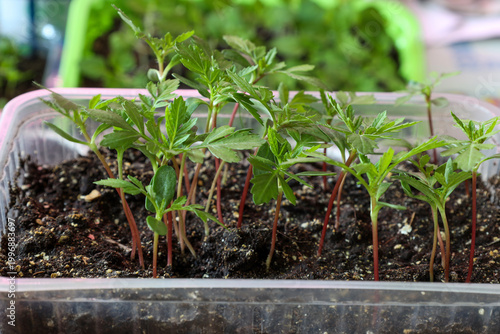 Marigold seedlings - popular flowers for decorating gardens in a plastic container.
