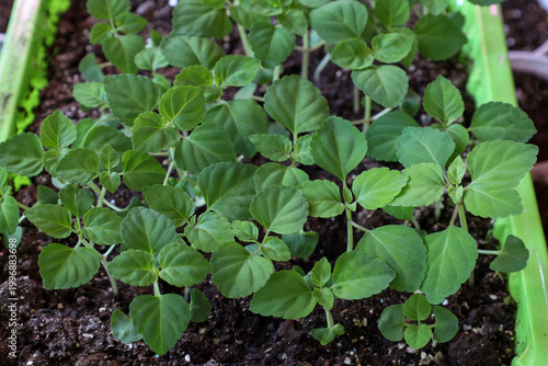 small seedlings of red salvia flowers in a plastic container