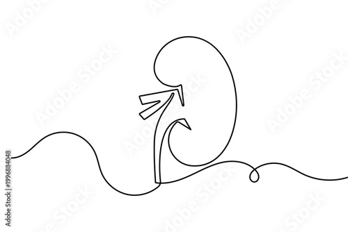 Human kidney in continuous one line drawing minimalist style isolated vector illustration