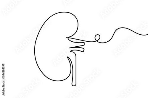 Human kidney in continuous one line drawing minimalist style isolated vector illustration