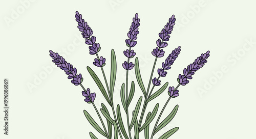 An elegant vector illustration showcasing vibrant purple lavender blossoms with fresh green leaves, symbolizing natural tranquility and aromatic beauty, ideal for calming botanical designs