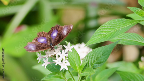Quadro em tela Great Eggfly Butterfly Perched on White Flowers in Port Douglas Rainforest
