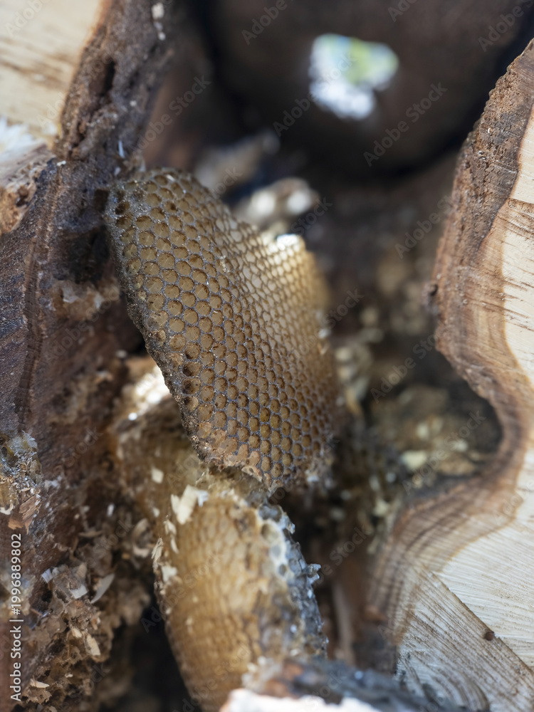 Obraz premium Wild Honeycomb Nest Inside Old Hollow Tree Natural Beeswax Cells Golden Honey