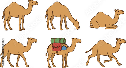 Camel Illustration Collection Featuring Standing, Sitting, Grazing, Walking, and Pack Camels in Cartoon Vector Artwork