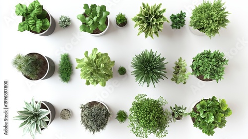 Modern plant decor collection featuring a variety of leafy greens in pots, top view and front view, designed for office and apartment decoration