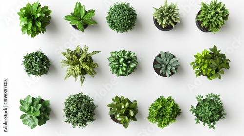 Modern plant decor collection featuring a variety of leafy greens in pots, top view and front view, designed for office and apartment decoration