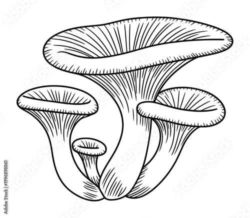 Black and White Line of a Cluster of Oyster Mushrooms