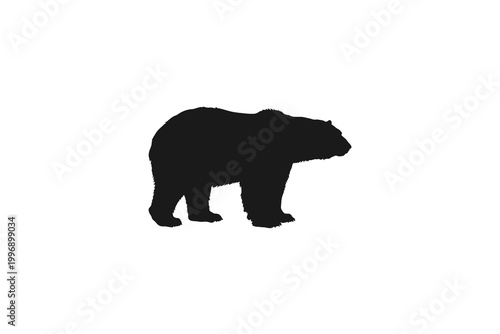 Wild grizzly bear or polar bear walking silhouette isolated on white