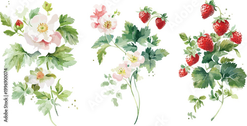 Floral background with red flowers leaves holly berries and decorative Christmas border vector design