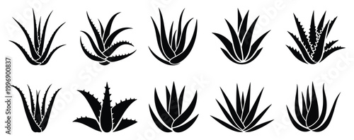 Aloe Vera Silhouette: Botanical elegance, ideal for design. Botanical art, pattern for design, decorative element, fresh, nature.