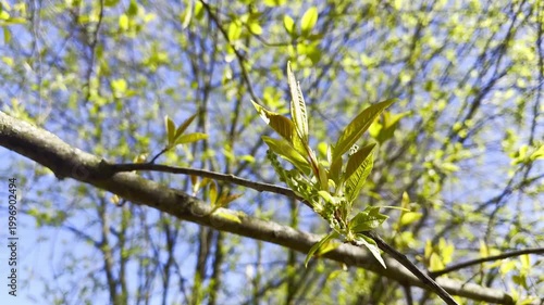 Fresh Shoots Dance Under Open Blue Sky. Bright Leaves Move Gently As Wind Makes Young Branches Sway. Brilliant Foliage Sways Softly While Tender Shoots Flutter Beneath Clear Blue Expanse