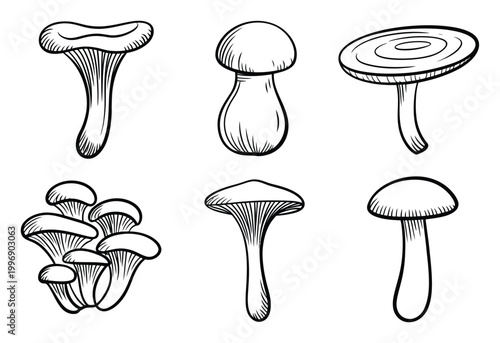 Hand-Drawn of Various Mushroom Types