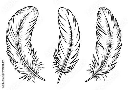 Three black and white of delicate feathers on a white background