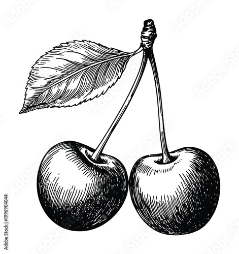 Vintage Black and White of Two Cherries with a Leaf