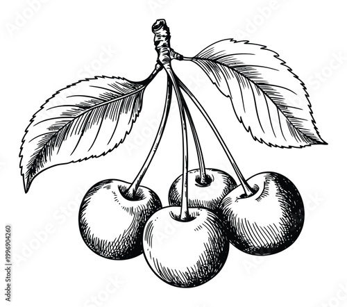 Vintage of a cluster of cherries with leaves on a white background