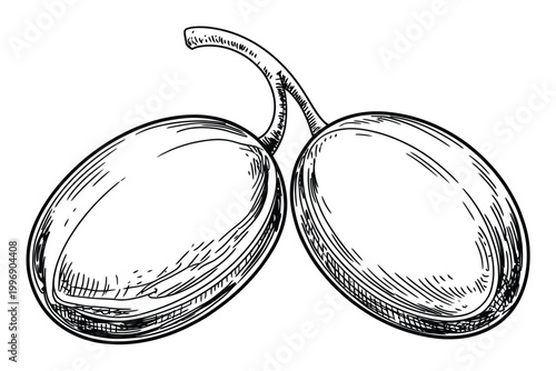 Vintage of two olives on a stem, black and white