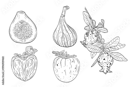 Fig, pomegranate and persimmon fruit set in detailed line art style. Hand drawn. Collection of ripe fruits isolated on white, perfect for food design, organic packaging, menus and natural themes