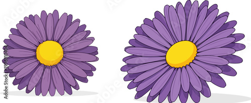 Purple aster flower vector illustrations, blooming daisy heads with yellow centers, botanical floral elements for spring garden design and greeting cards