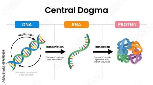 Colorful Simplified Central Dogma of Molecular Biology Diagram Illustration