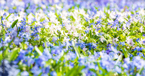 Foto Blue, yellow, and purple spring primroses in sunlight.