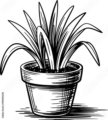 potted plant with long leaves hand drawn botanical illustration of indoor houseplant in flowerpot