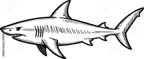 Hand drawn illustration of a great white shark with detailed fins and gills in black ink sketch