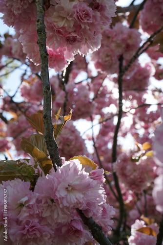 background pink cherry blossom