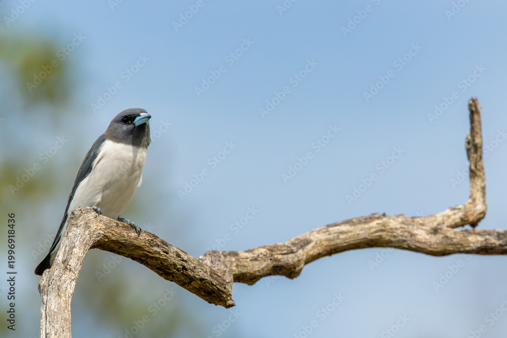 Obraz premium White breasted woodswallow perched on branch, Queensland Australia