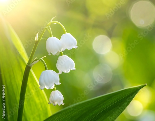 Close-up of delicate white bell-shaped blooms with lush green foliage, bathed in sunlight against a soft, blurred background