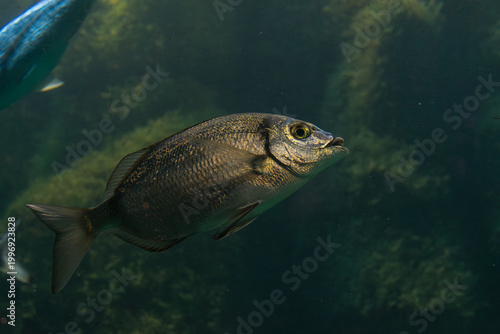 A common seabream (Diplodus vulgaris) swims in clear water, displaying its silvery body with dark bands